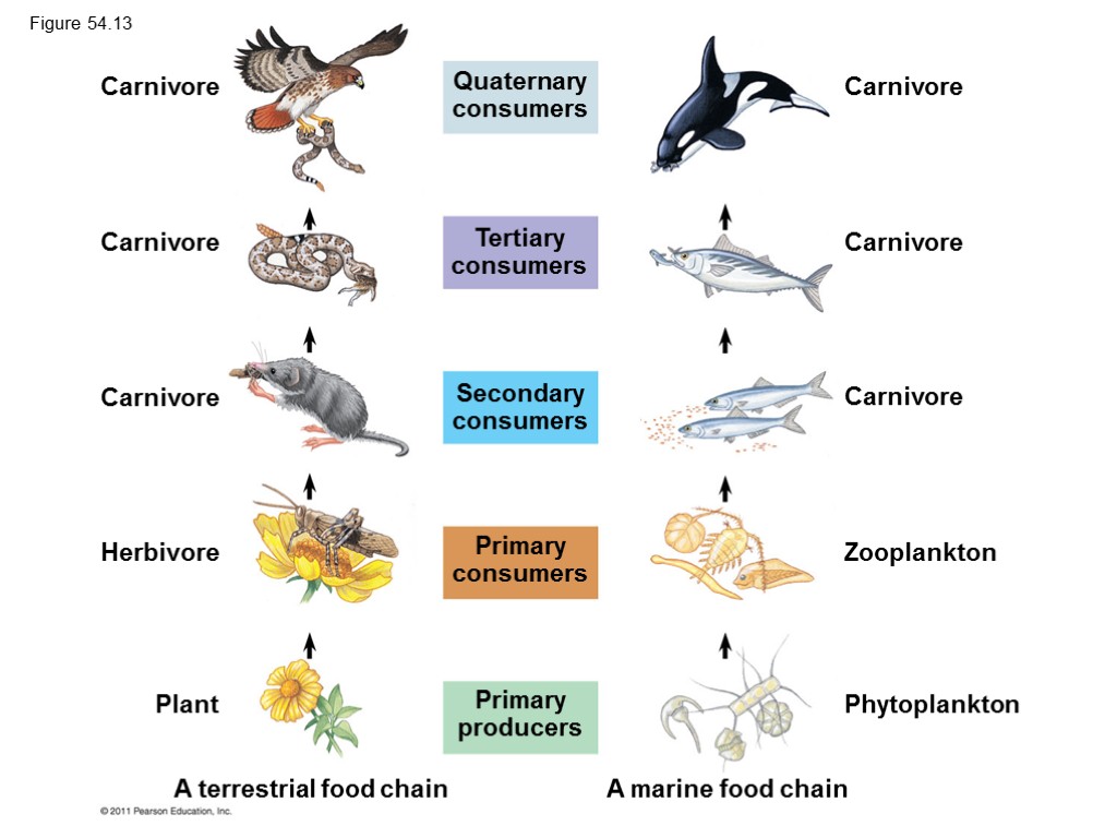 Carnivore Carnivore Herbivore Carnivore Plant A terrestrial food chain Carnivore Carnivore Carnivore Zooplankton Phytoplankton